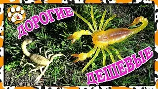 DEAGOSTINI PIRANHAS vs CHEAP CHINESE TOYS