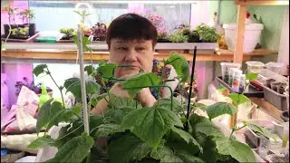 ЭТИ СЕМЕНА БОЛЬШЕ НЕ КУПЛЮ НИКОГДА!