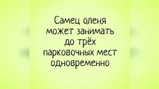 Анекдот про водителя! Смешно, Ржач, Смотреть до конца!