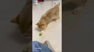 Cat toy gun