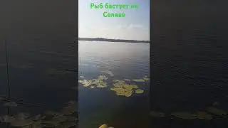 Рыбалка на озере Селява. Рыбалка слодки на поплавочную удочку 