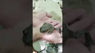 Милая лягушка 🐸