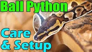 How to Care for Ball Pythons!