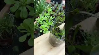Коварные хищники