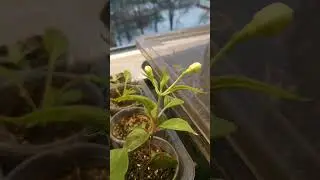 скоро зацветет...