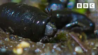 TERRIFYING toad massacre 🫣🐸 | Wild Isles  - BBC