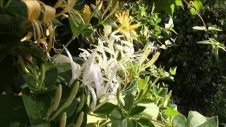 Honeysuckle caprylic. Why and how do I clip the honeysuckle honeysuckle in spring?!