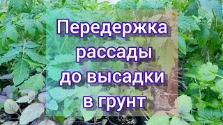 Закаляю рассаду// быстрый парник//передержка рассады до высадки в грунт/