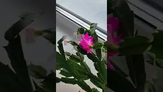 Розовый декабрист зацвел