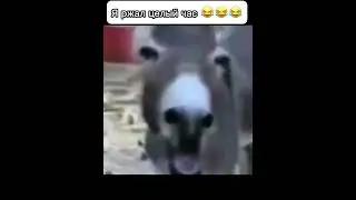 Я ржал целый час, а вы?😂🤣 | осел #юмор