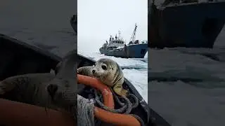 Adorable Baby Seal Plays with Fishermen! #BabySeal #CuteSeal #WildlifeMoments #SealAndFishermen