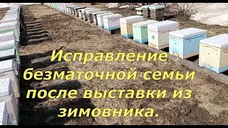 Исправление безматочной семьи после выставки из зимовника (03. 04.2024)