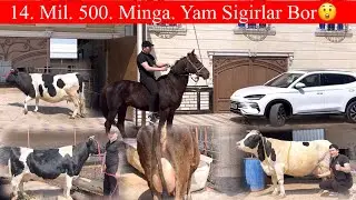 30. Ta. Sutga. 27.  Mil. 25. Mil. Dan SIMMENTAL SIGIRLARLAR SHVES ONA BOLA 😲🥛👏🏃
