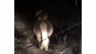 Ахаха! УГАР! ЧЁРТ, НАС СПАЛИЛИ!!ВАЛИМ, ВАЛИМ!!