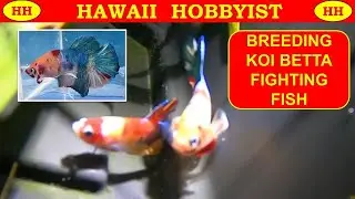 Koi Betta breeding tub.  Fighting Fish.