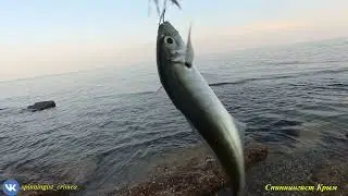 Морская рыбалка. Праздничная раздача ставриды.