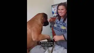 My giant Dog Needs Kisses After Stepping on a Lego 