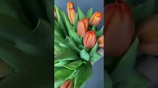 Оранжевый тюльпан