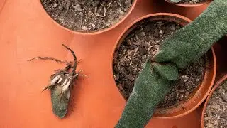 GASTERIA succulent PROPAGATION | 2 effective ways