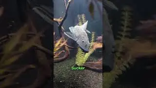 Viral Zombie Fish 😨