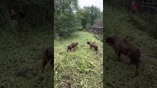 Восстанавливаем популяцию зубров в природе 