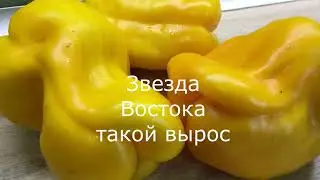 Вести с огорода  Уборка свеклы, моркови, огурцов в ОГ обзор огорода