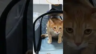 Почему кошки ненавидят переноски?