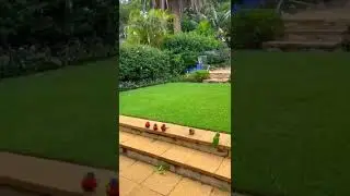 Красавчики прилетели в гости