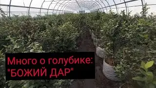 Как варащивать голубику в контейнерах для раннего урожая в теплице / В гостях у фирмы УП 