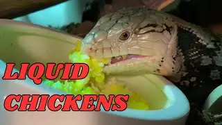 My Snake Handles Me! | Blue-Tongued Skink Would Risk It All For Scrambled Eggs