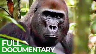 Gorillas: The Gentle Giants | Free Documentary Nature