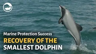 Marine Protected Areas Success Stories: Saving Hector's Dolphins!