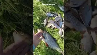 Рыбалка на Березине. Рыбалка на фидер. Рыбалка в Беларуси 