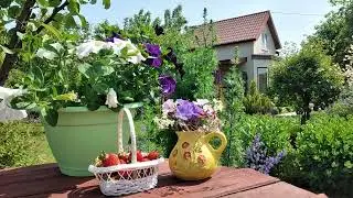 Как создать Малоуходный Опрятный Сад с Нуля. Взгляд Непрофессионала 