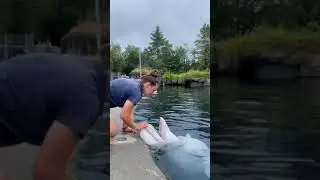 cute dolphin