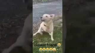 funny video cats dogs #shorts #viral #viralvideo #funnyvideos #comedy #comedy #funny_video #cat #dog