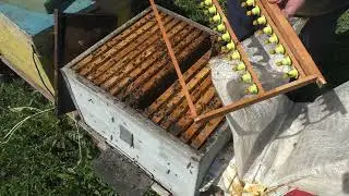 НЕ ВСЁ КОТУ ТВОРОГ