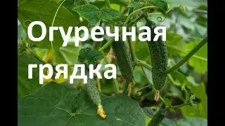 Как сделать грядку для огурцов