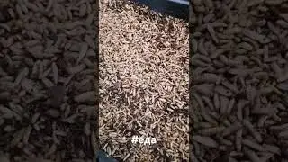 #карелия