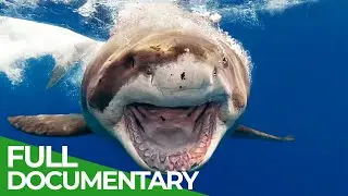 Sharks - The Ocean's Apex Predators | The Blue Realm | Free Documentary Nature