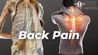 This Is Whats Causing Your Back Pain