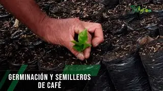 Germinación y semilleros de café - TvAgro por Juan Gonzalo Angel Restrepo