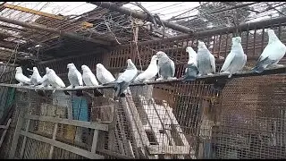 Бойные голуби, в гостях у Моссо 09.01.20 Грузия, Тбилиси. Roller pigeons