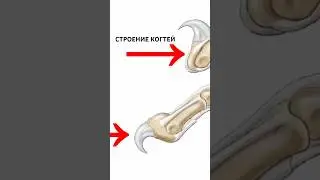 Вы удивитесь как устроены когти у кошек 💅