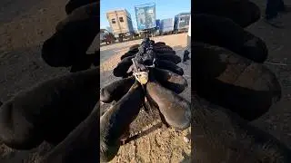Кузи кучкорлар! 2 млн 300 дан Чим бозорида!