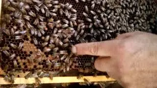 Качаем рапсовый мёд с племенной пчелосемьи