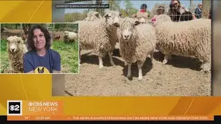 Sheep Shearing Festival at Queens County Farm Museum