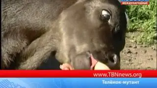 Телёнок мутант