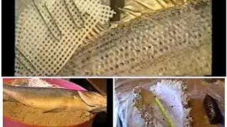 Fish Mounting, Measuring and Pack Mount Method