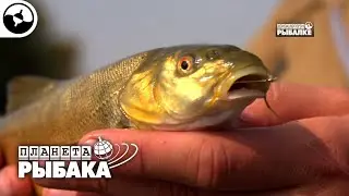 Маринка - рыба редкая. Узбекистан | Планета рыбака